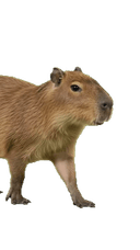 Capibara
