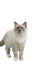 Cat Blue