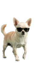 Chihuahua