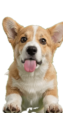 Corgi