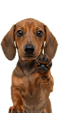 Dachshund