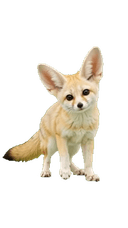 Fennec Fox