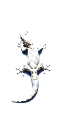 Gecko