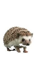 Hedgehog