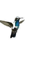 Hummingbird