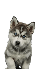 Husky Puppy