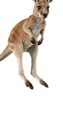 Kangaroo