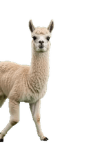 Llama