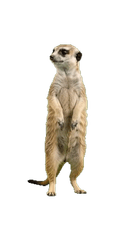 Meerkat
