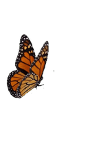 Monarch Butterfly