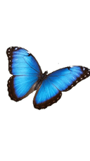 Morpho Butterfly