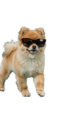 Pomeranian