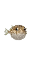 Puffer Fish