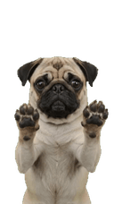 Pug