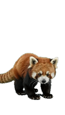 Red Panda