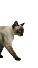 Siamese