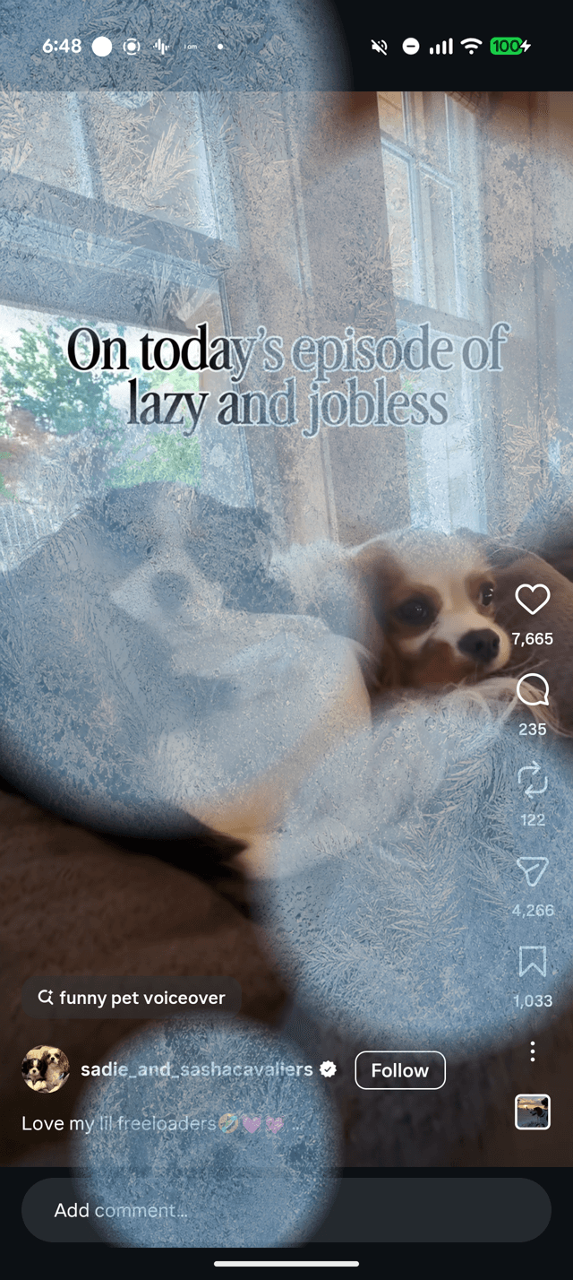 Frost overlay effect icing over a video of a small dog