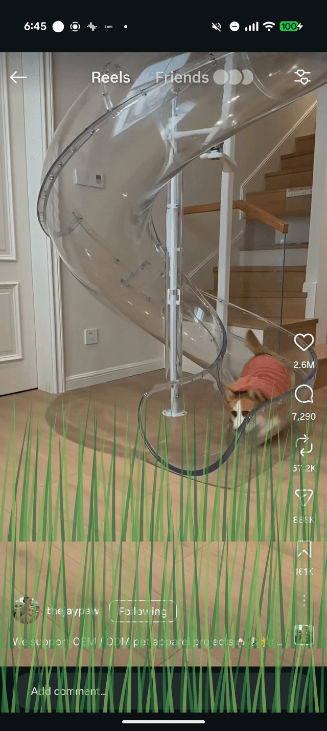 Growing-grass overlay effect creeping up over a reel of a corgi